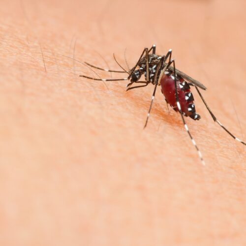 mosquito aedes causador de dengue